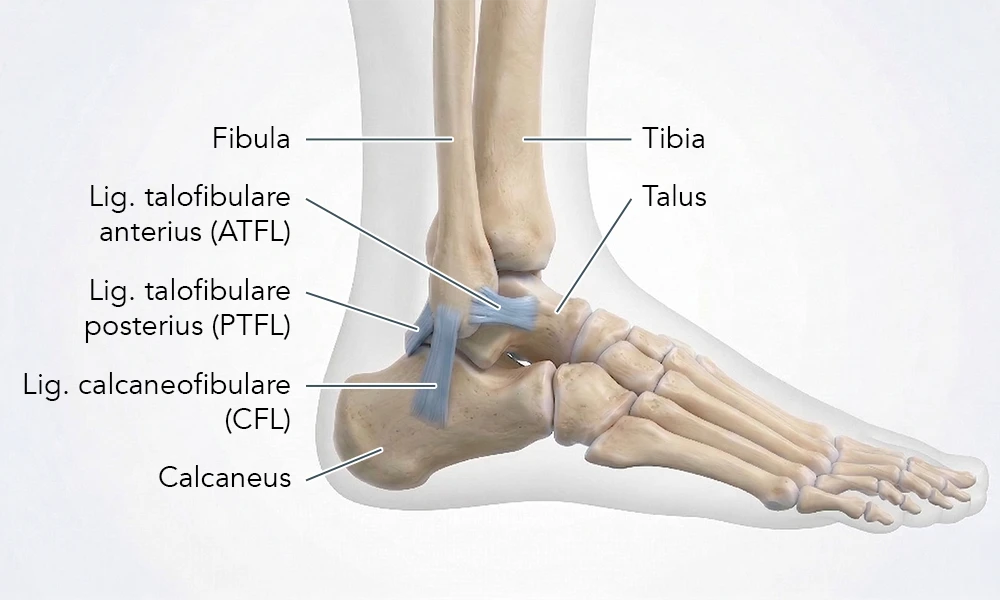 Anatomische Darstellung der Außenbänder des Knöchels