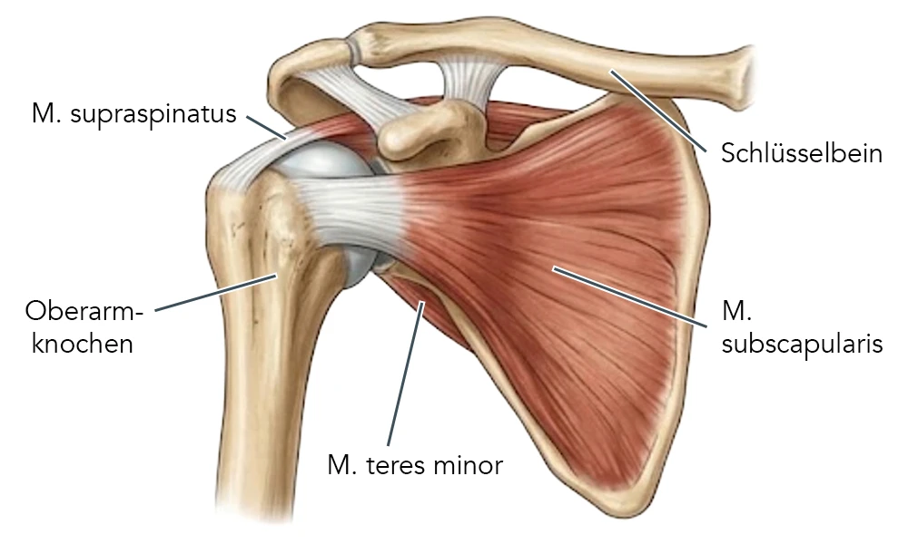 Medizinische Darstellung der Rotatorenmanschette von ventral